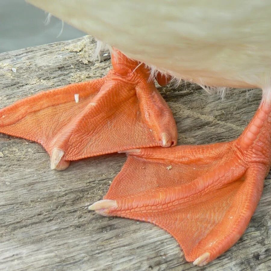 Duck feet. Гусиные лапы. Перепонки у птиц. Лапы водоплавающих птиц. Лапки утки.