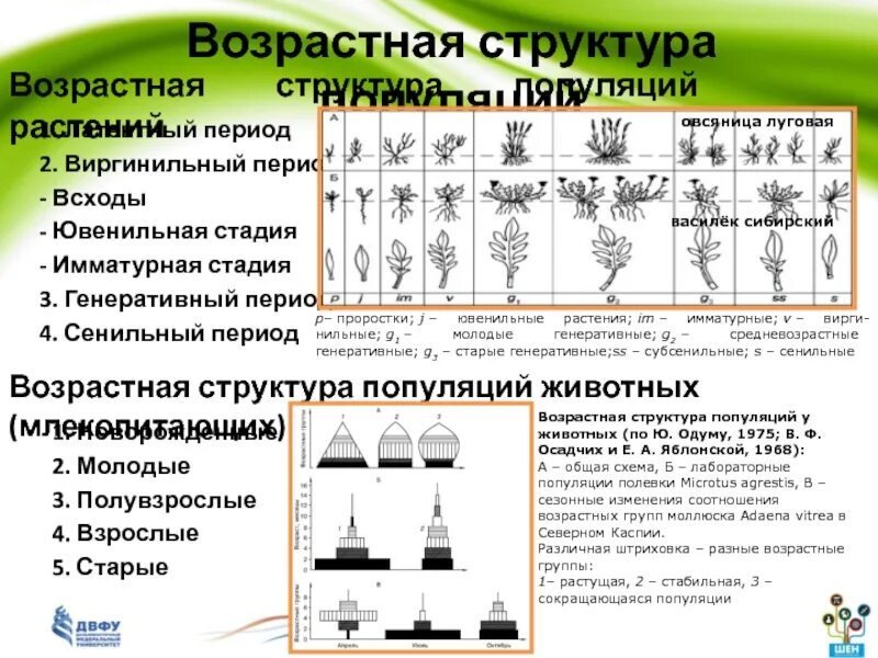 Генеративный период. Возрастная структура популяции структура. Этапы возрастной структуры популяции. Возрастная структура популяций возрастные группы. Типы возрастной структуры популяций.