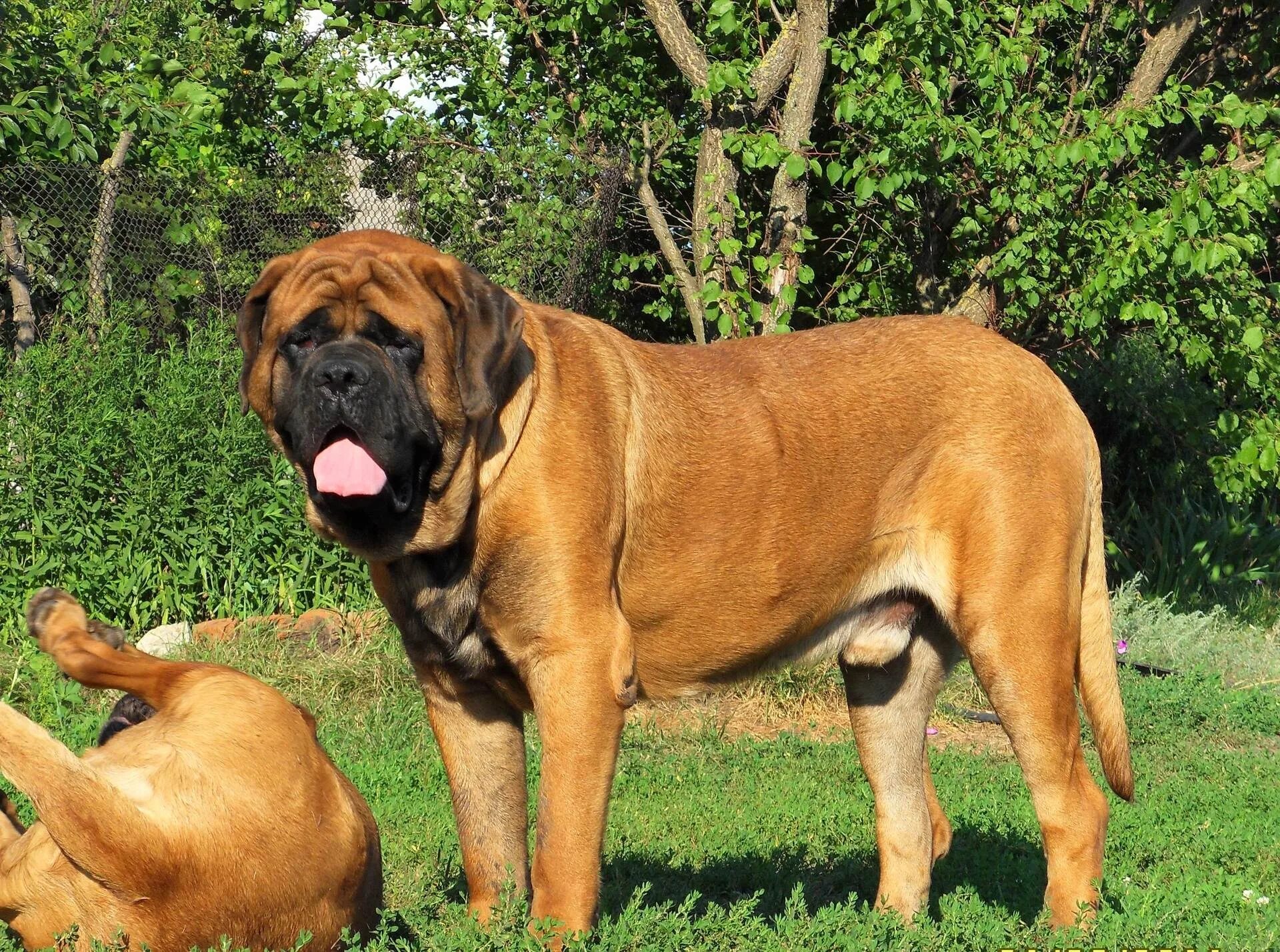 List of mastiff type breeds