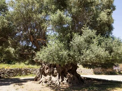 Olive tree паттайя отзывы