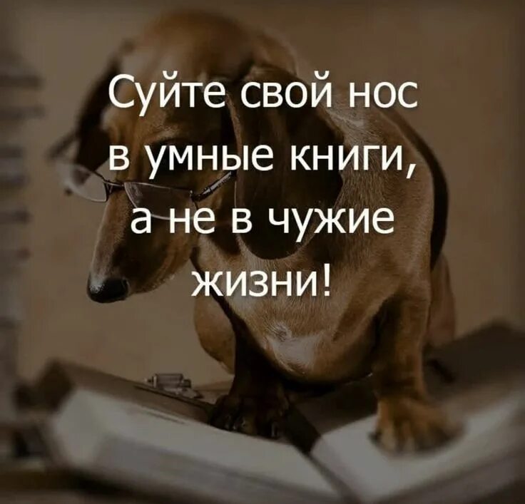 Не свою жизнь а чужую. Суйте свой нос в умные книги а не в чужую жизнь. не суйте свой нос в чужие жизни. не суйте нос в чужую жизнь цитаты. суйте свой нос в умные книги.
