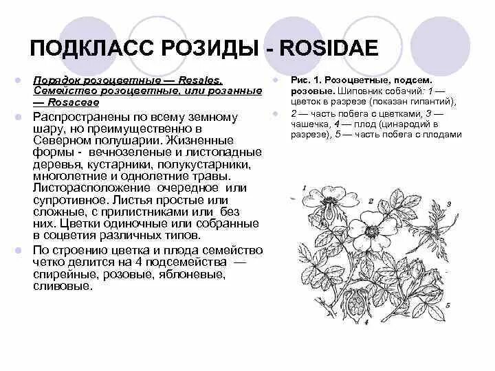 Розоцветные жизненные формы. Подкласс Розиды (Rosidae). Семейство Розоцветные листорасположение. Семейство Розоцветные жизненные формы.