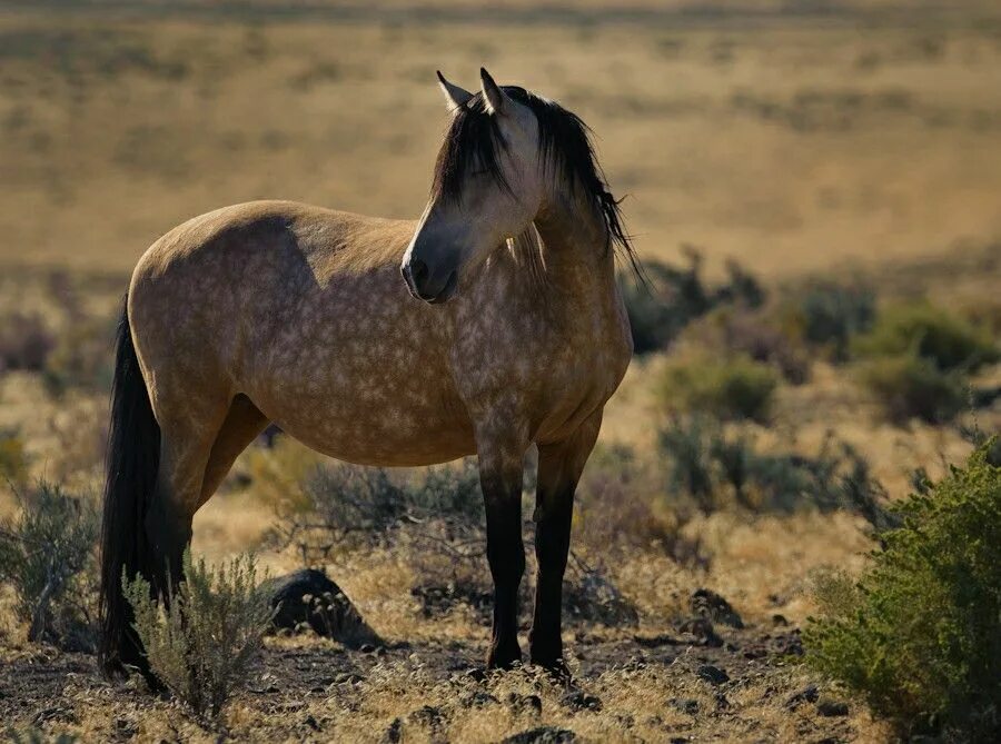 Мустанг Buckskin!. Буланая лошадь Мустанг. Мустанг одичавшая лошадь. Пегий Мустанг лошадь. Дикая лошадь из азии 5 букв сканворд