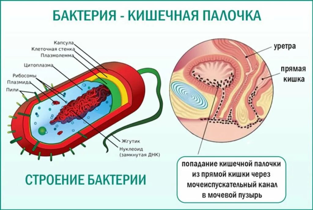 Бактерии содержит ядро. Структура клетки кишечной палочки. Кишечная палочка строение клетки. Бактерия кишечная палочка строение. Escherichia coli строение.