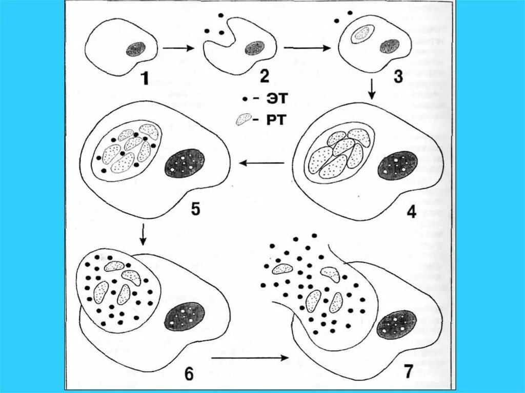 Жизненный цикл хламидий. Жизненный цикл хламидиоза. Хламидии схема строения. Строение хламидии рисунок. Трихомонада урогенитальная жизненный цикл.