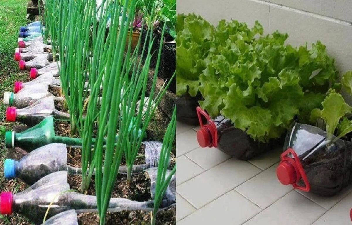 Что нельзя сажать на даче