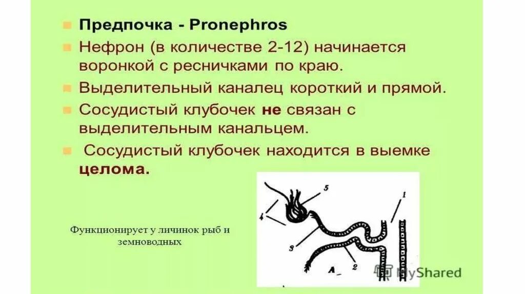 Предпочка строение. Предпочка функционирует у:. Строение предпочки Pronephros. Строение нефрона предпочки