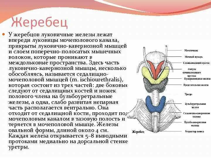 Функция бульбоуретральной железы. Бульбоуретральная железа анатомия. Строение железы Купера. Строение бульбоуретральной железы. Лк мышца