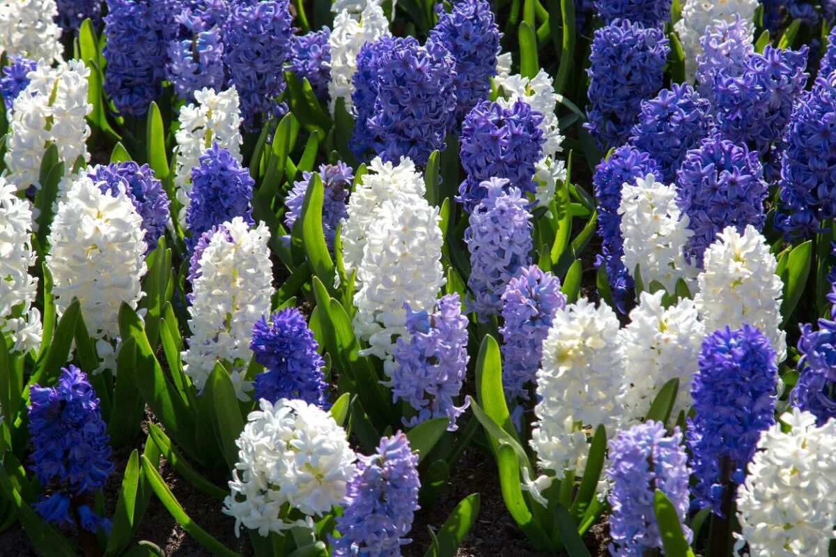 Весенние цветы луковичные гиацинт. Hyacinthus цветок. Гиацинт Вурбак. Мускари цветы многолетники. Можно ли гиацинт высаживать весной в открытый