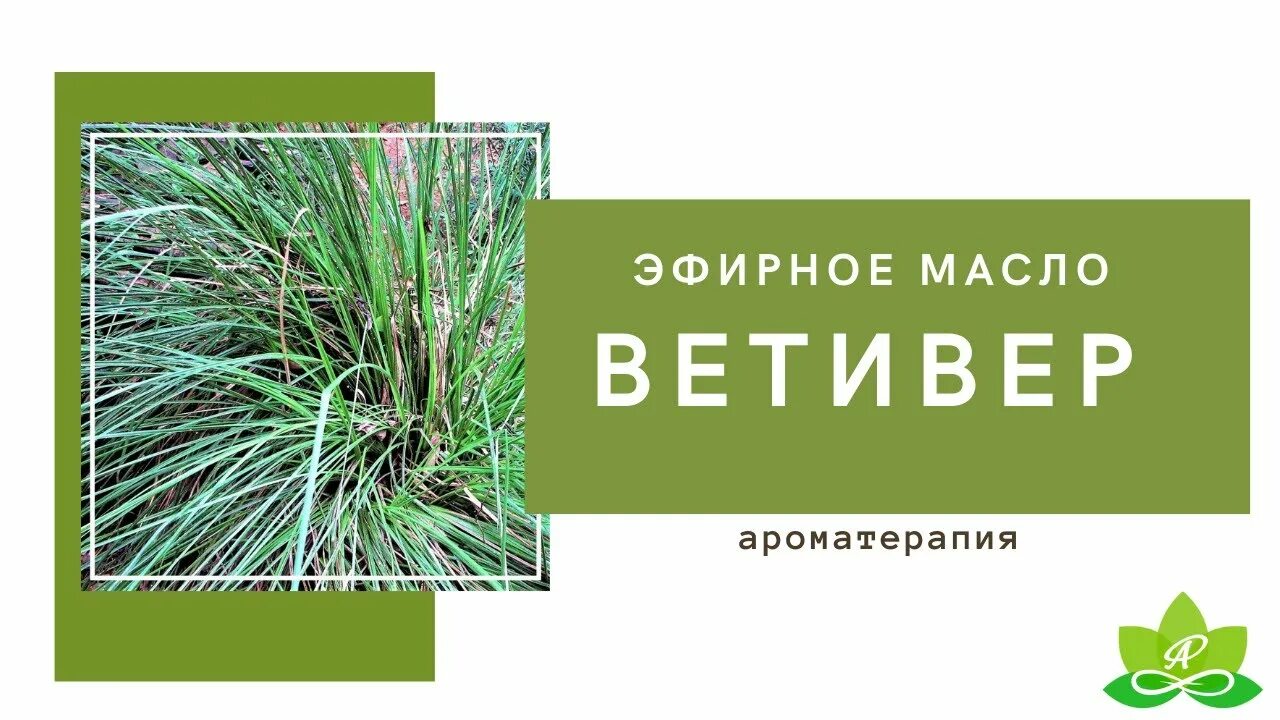 Масло ветивера свойства. Эфирное масло ветивера. Vetiver аромамасло. Ветивер ДОТЕРРА. Ветивер трава.