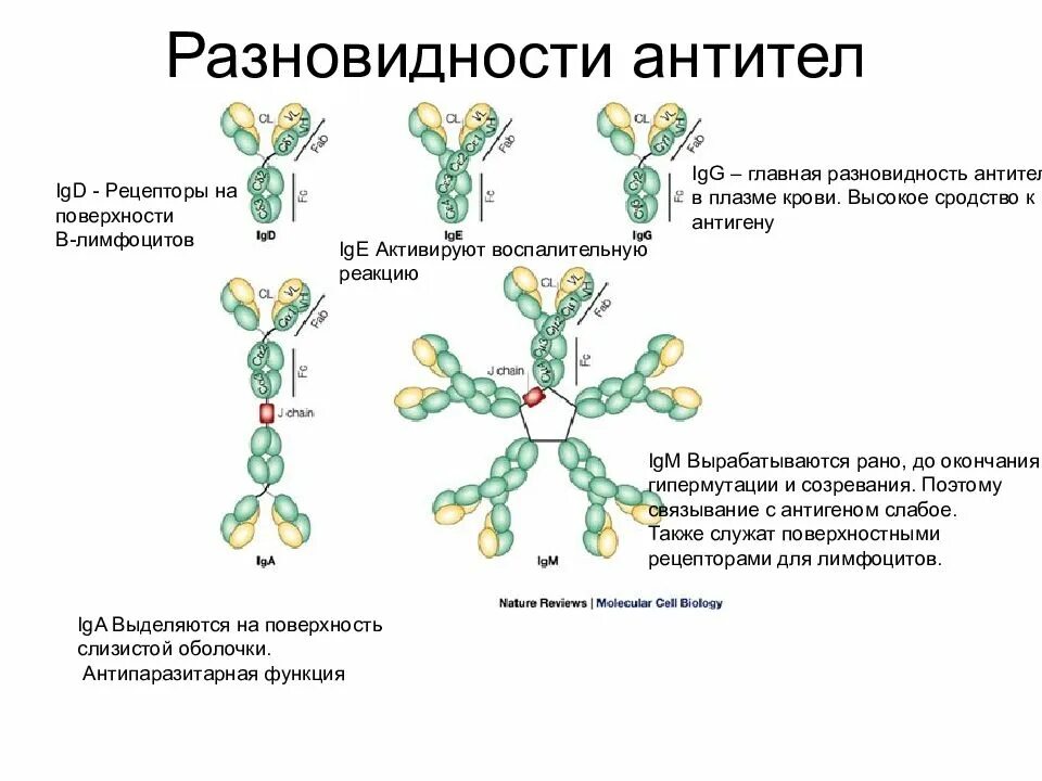 Антитела форма. Типы антител и их функции. антитела: классы, структура, функции.. классификация антител иммунология. классы и строение антител.