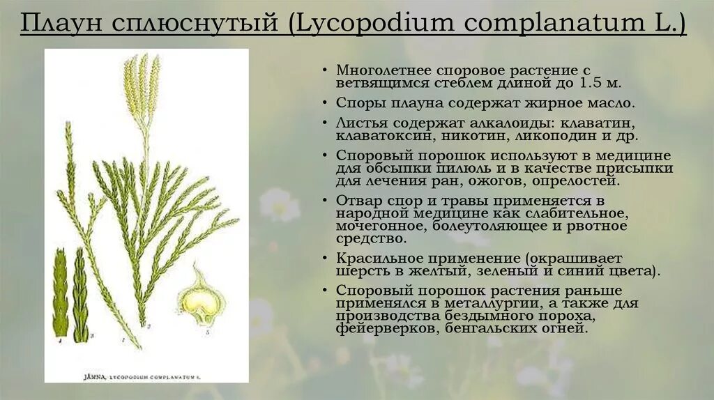 Каково значение плаунов в жизни человека впр. Плаун двуострый. Плаун ликоподий. Плаун сплюснутый характеристика. Строение плауна сплюснутого 6 класс.