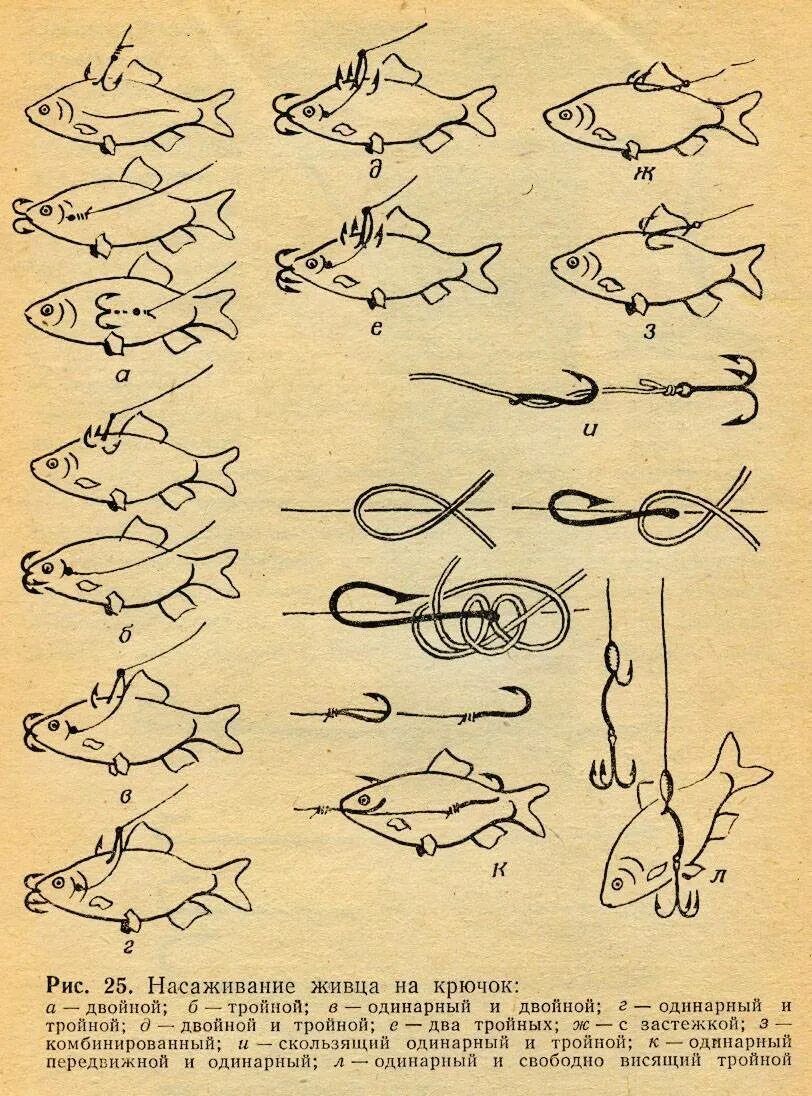 Насадить живца на щуку. Способы насаживания живца. Способы насаживания живца на двойник. Способы насадки живца для ловли судака. Способы насаживания живца на жерлицу.