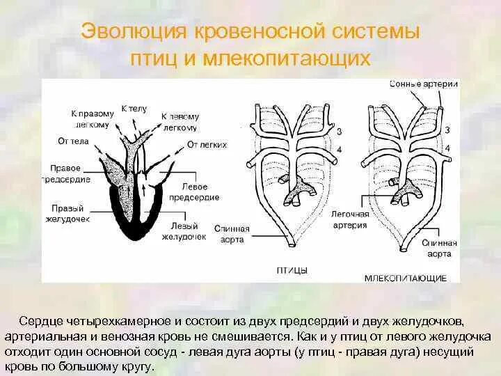 Эволюции кровеносных