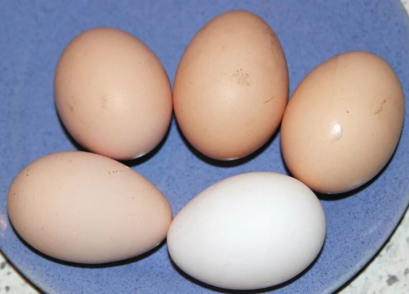 Пушкинские яйца купить. Инкубационное яйцо Орпингтон. Орпингтон Лаванда цвет яйца. Цвет куриных яиц. Орпингтоны куры яйца цвет.