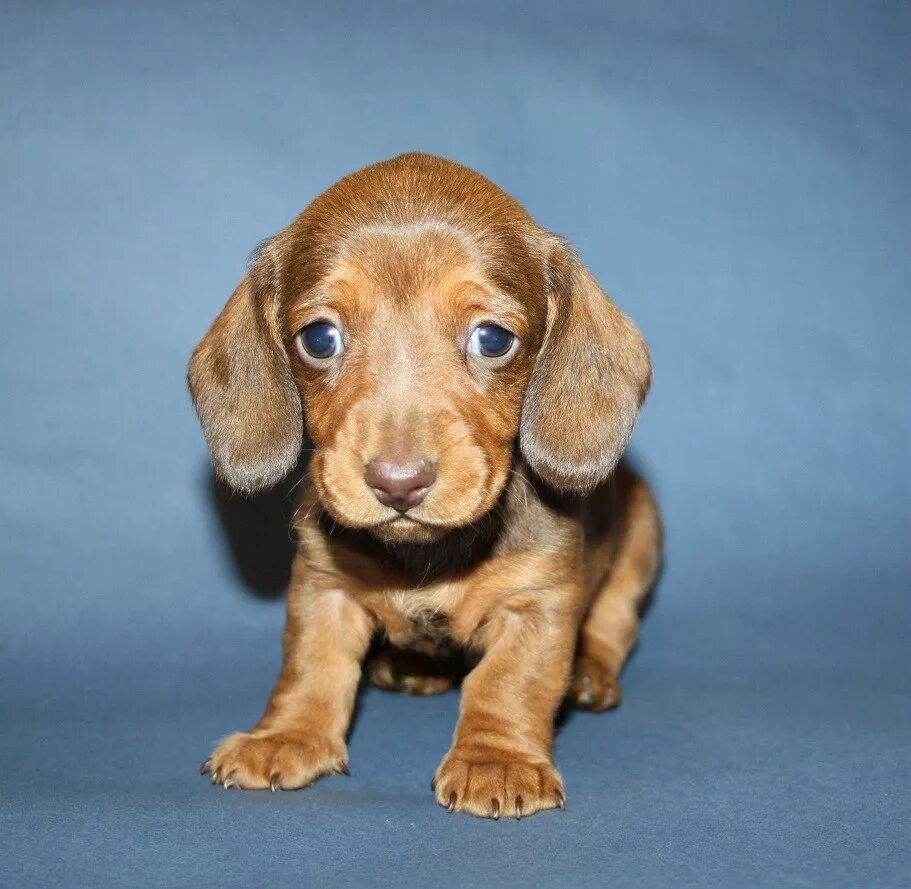 маленькая собака с висячими ушами порода. американский кинг чарльз кокер спаниель. порода бигль. маленькая собака с висячими ушами порода. ушастый бассет-хаунд.