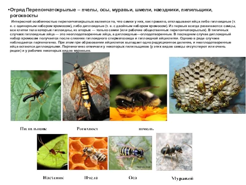 Перепончатокрылые представители отряда таблица. Отряд перепончатокрылые характеристика крыльев. Представители отряда перепончатокрылых насекомых. Человек использует наездников представителей отряда перепончатокрылые. Представители класса перепончатокрылые.