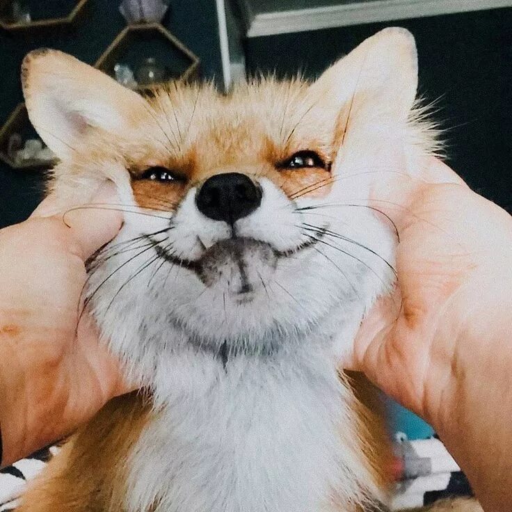 Лисьи зубы