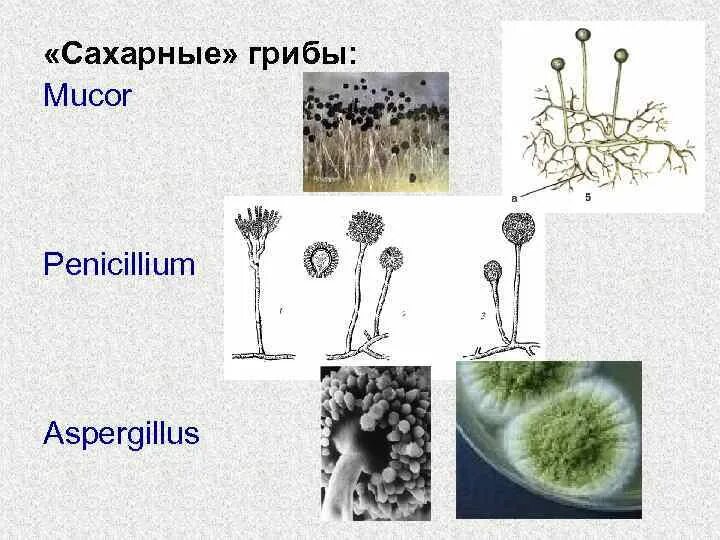 Мукор грибы представители. Морфологические признаки грибов родов Mucor. Плесневые грибы аспергиллус. Плесневые грибы родов Mucor, Penicillium, Aspergillus,. Мукор пеницилл аспергилл.