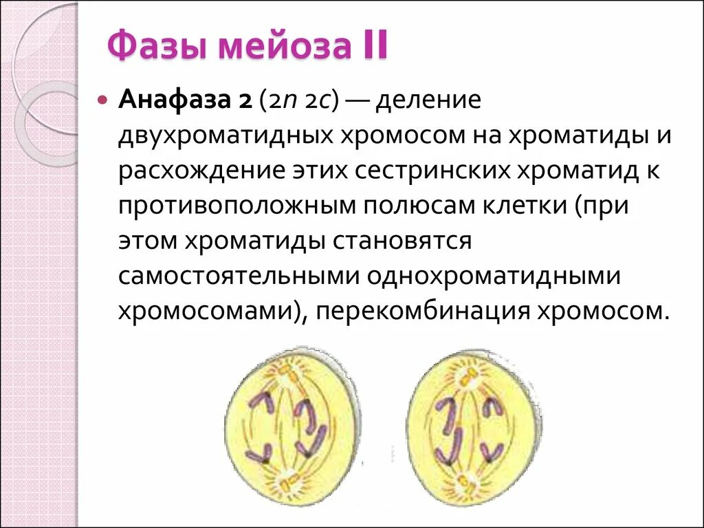 Анафаза ii. Анафаза мейоза 2. фазы мейоза деления анафаза. мейоз 2 анафаза 2. характеристика анафазы 2 мейоза.