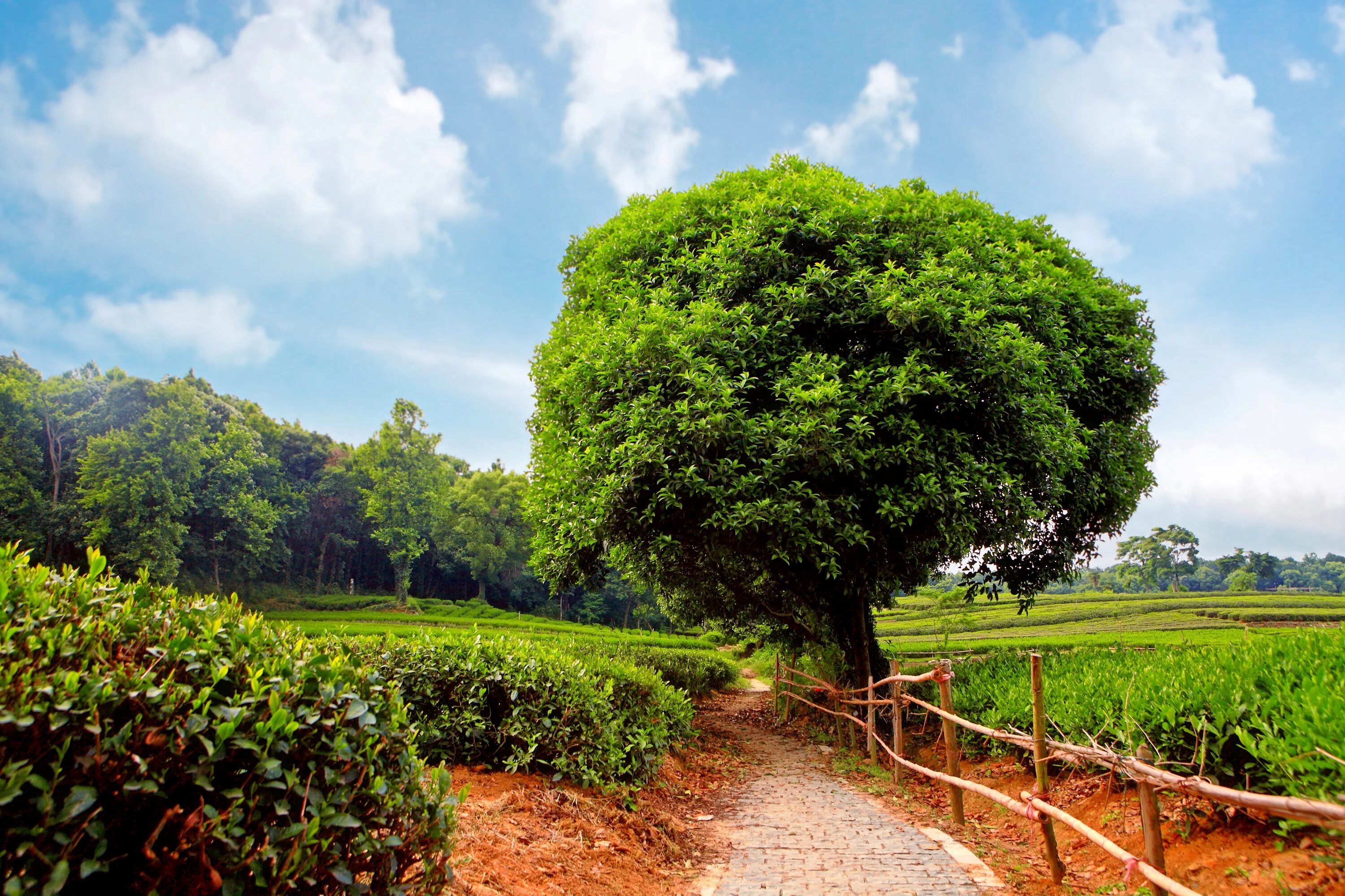 Natural tree. Дерево Таману. Раскидистое дерево. Дерево зеленое. Большое красивое дерево.