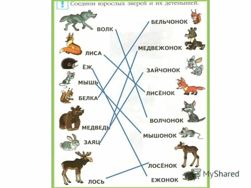 Клевер кролик волк черты сходства и различия