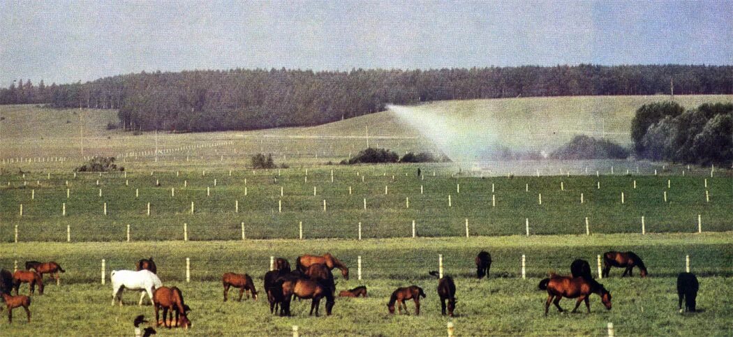 пастбищное скотоводство бразилии. лугово пастбищный ландшафт. устройство территории кормовых угодий. %пашни луга и пастбища в японии. оценка кормового угодья.