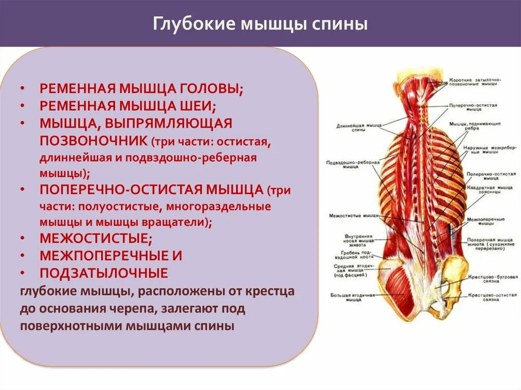 Глубокие спинные. Глубокие мышцы спины. Мышцы спины глубокий слой. Глубокие мышцы позвоночника. Средний слой глубоких мышц спины.