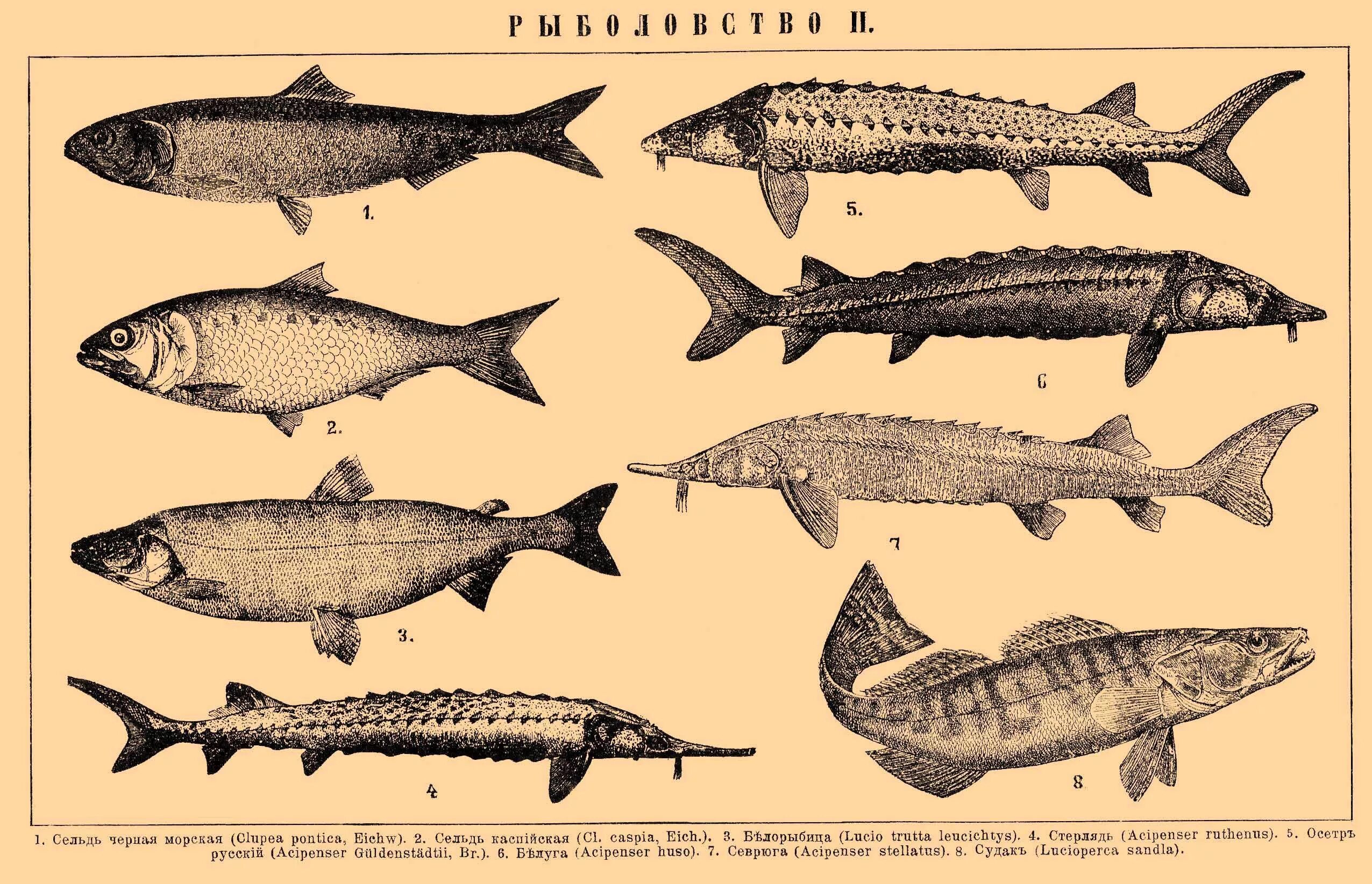 Промысловые рыбы Каспийского моря. Осетр Каспийского моря. Осетровые рыбы в Азовском море. Сельдь Черноморско-Азовская.