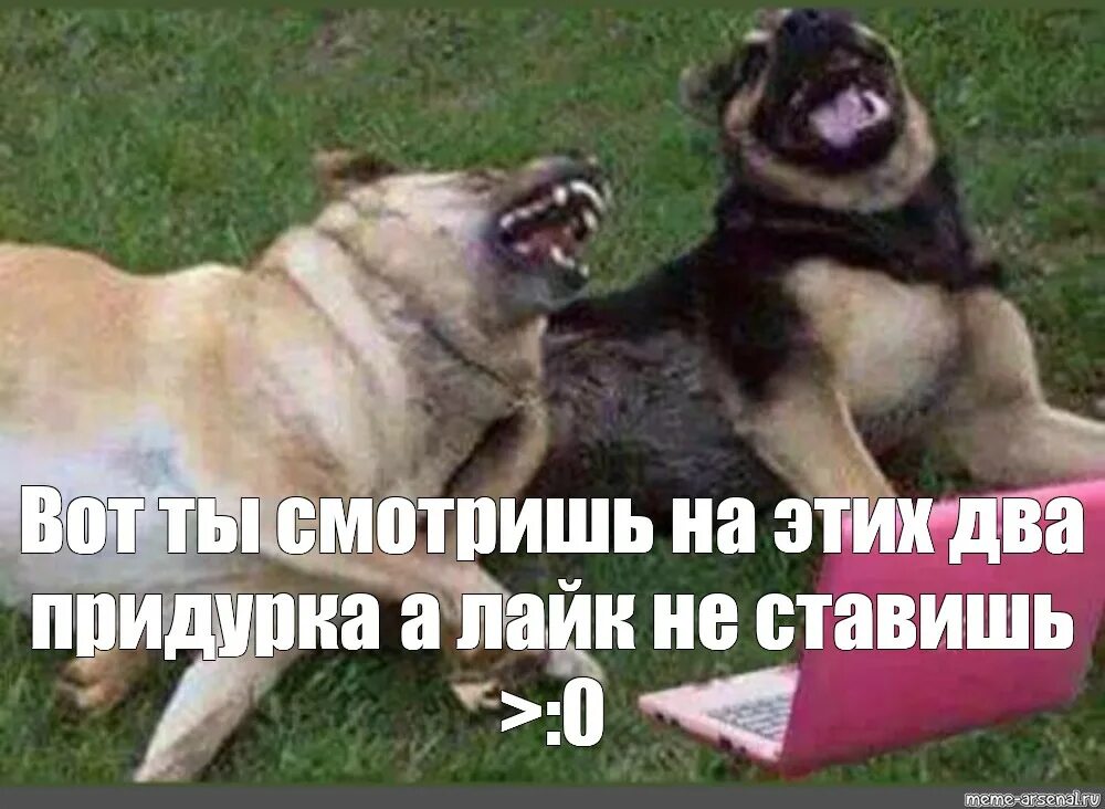 Мем со смеющейся собакой. Кавказская овчарка мем. собачий смех как делать человеку. ну ты и собака мем.