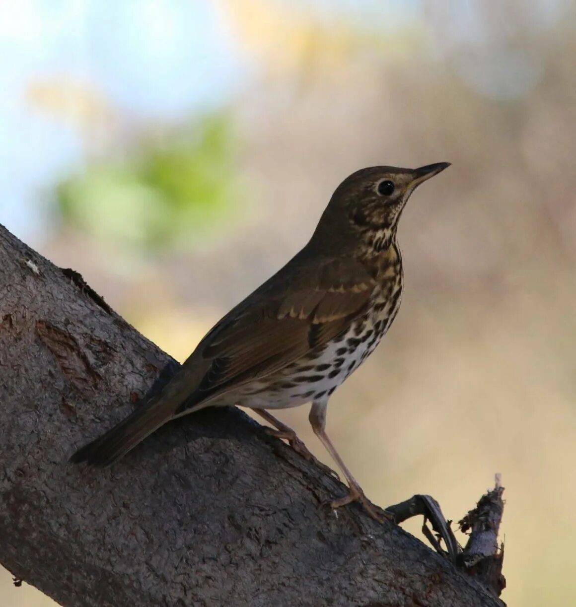 Дрозды разные виды. Певчий Дрозд (turdus philomelos). Серый Дрозд деряба. Дрозд обыкновенный. Сибирский Дрозд.