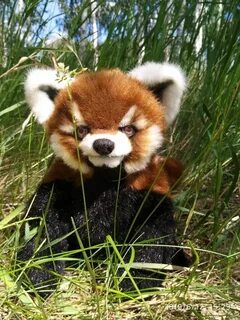 Small panda