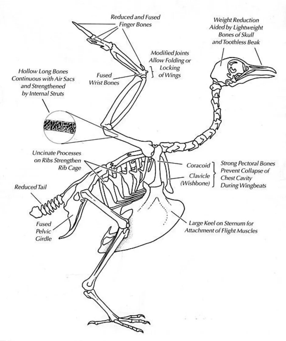Строение скелета страуса. Строение скелета утки. Анатомия скелета гуся. Скелет гуся с описанием. Строение скелета голубя