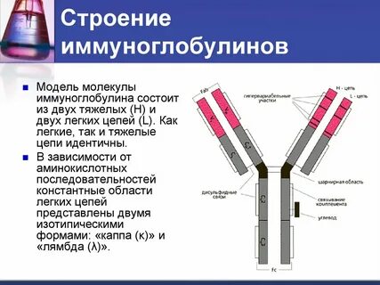 Иммуноглобулин каппа и лямбда