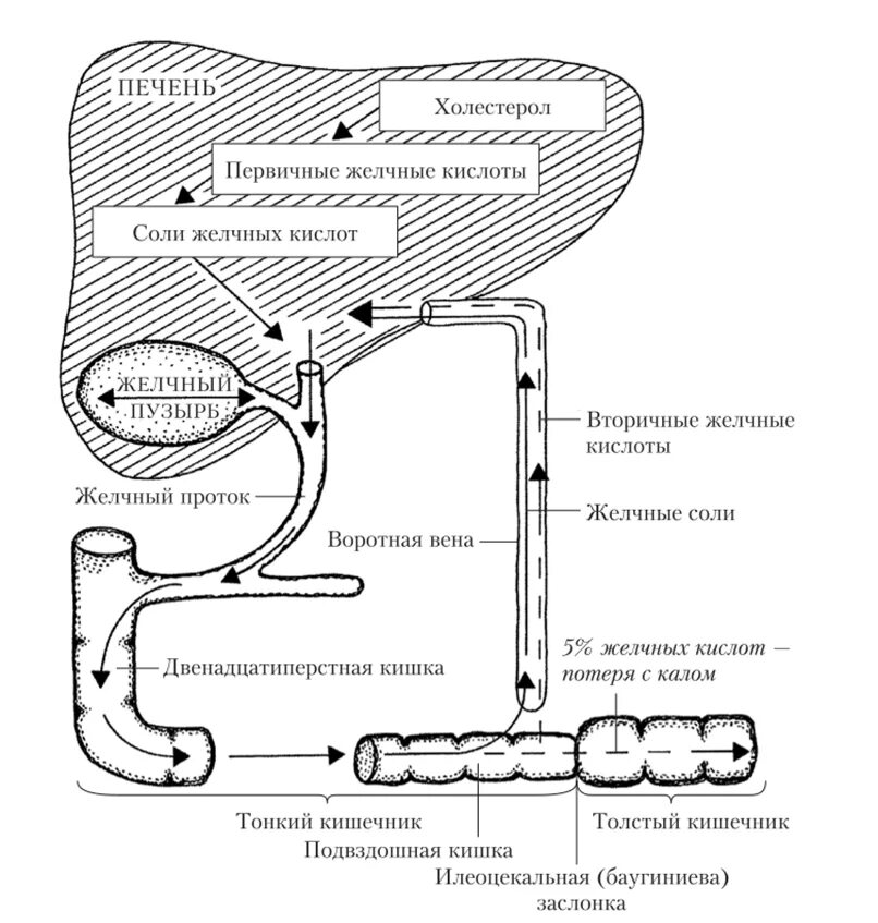 Энтерогепатическая циркуляция желчных кислот схема. Схема образования желчных кислот. Печеночно кишечная циркуляция желчных кислот биохимия. Схема регуляции образования и секреции желчи.