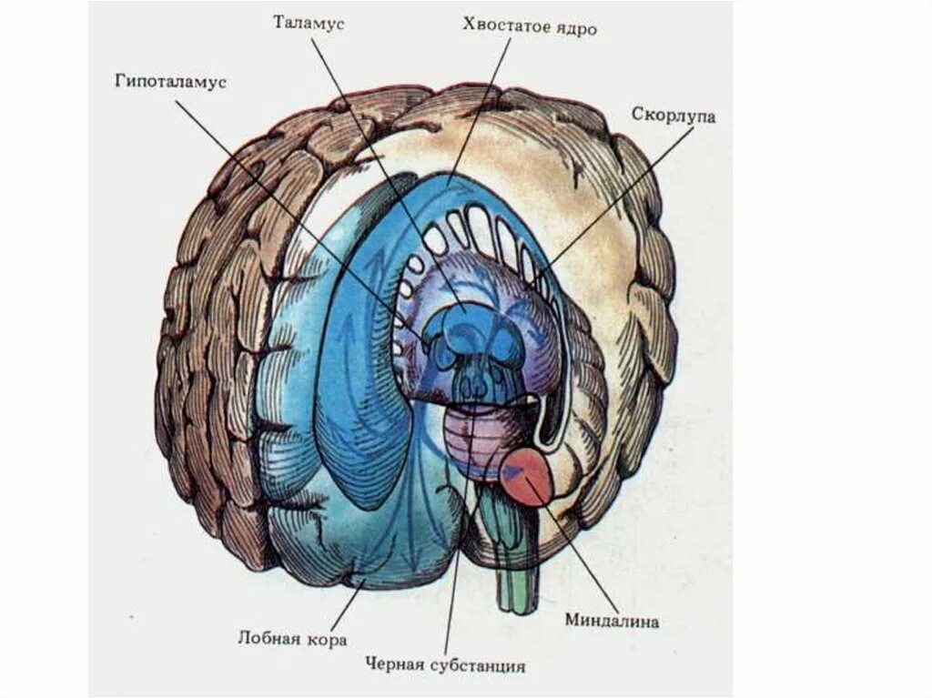 Строение подкорковых структур головного мозга. Хвостатое ядро головного мозга анатомия. Корковые и подкорковые структуры мозга. Базальные ядра мозга строение.