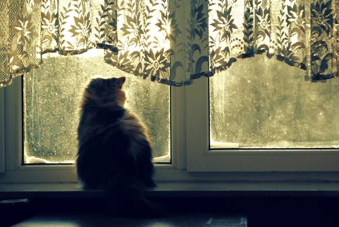 Котэ наблюдает за птичками за окном. Обсуждение на LiveInternet - Российский Сер