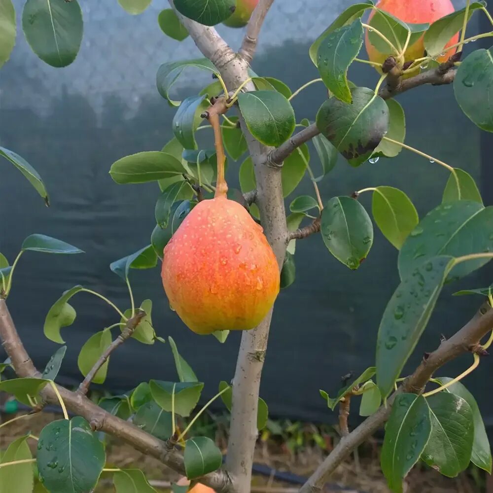 Planting Apples and Pears in Southeast Georgia Candler-Evans Ag Updates