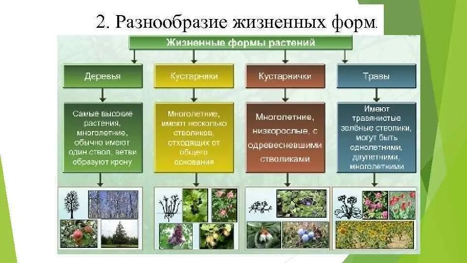 Формы растений. Жизненные формы растений таблица. 5 Жизненных форм растений. Жизненные формы растений 6 класс.