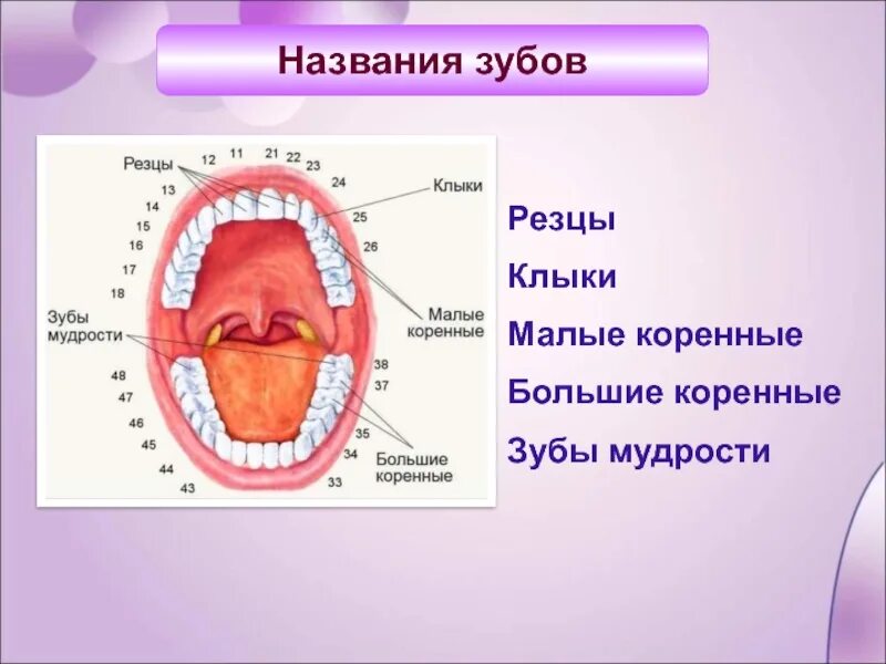 Большие резцы зубы. Название зубов. Зубы и их названия.