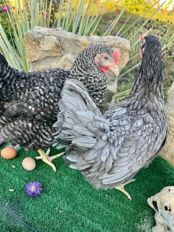 Дс 109 куры доминант. Несушка доминант gs459. Доминант гс 300. Маран дс 109. Доминант дс 109.