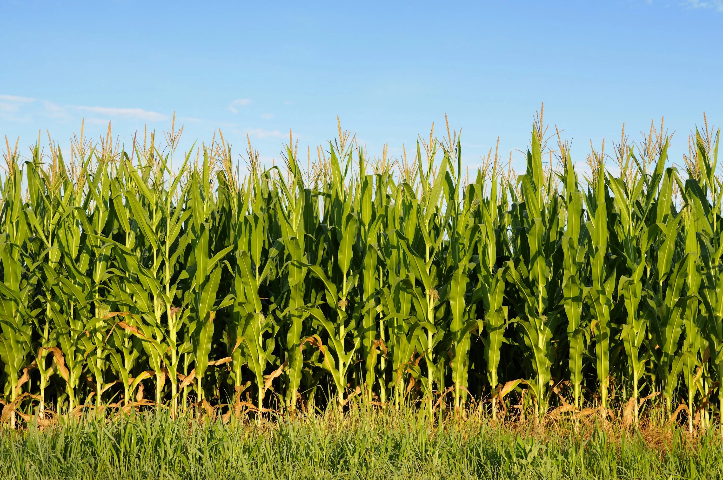 Посею рожь и кукурузу. Кукурузные поля Мексики. Кукуруза злаковое растение. Иллинойс кукурузные поля. Пшеница кукуруза рапс подсолнечник.
