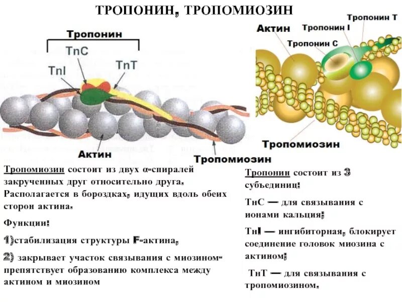 Состав актина. Тропонин и тропомиозин. Тропонин на актине. Тропомиозин структура биохимия. Строение и функции регуляторных белков тропонина и тропомиозина.