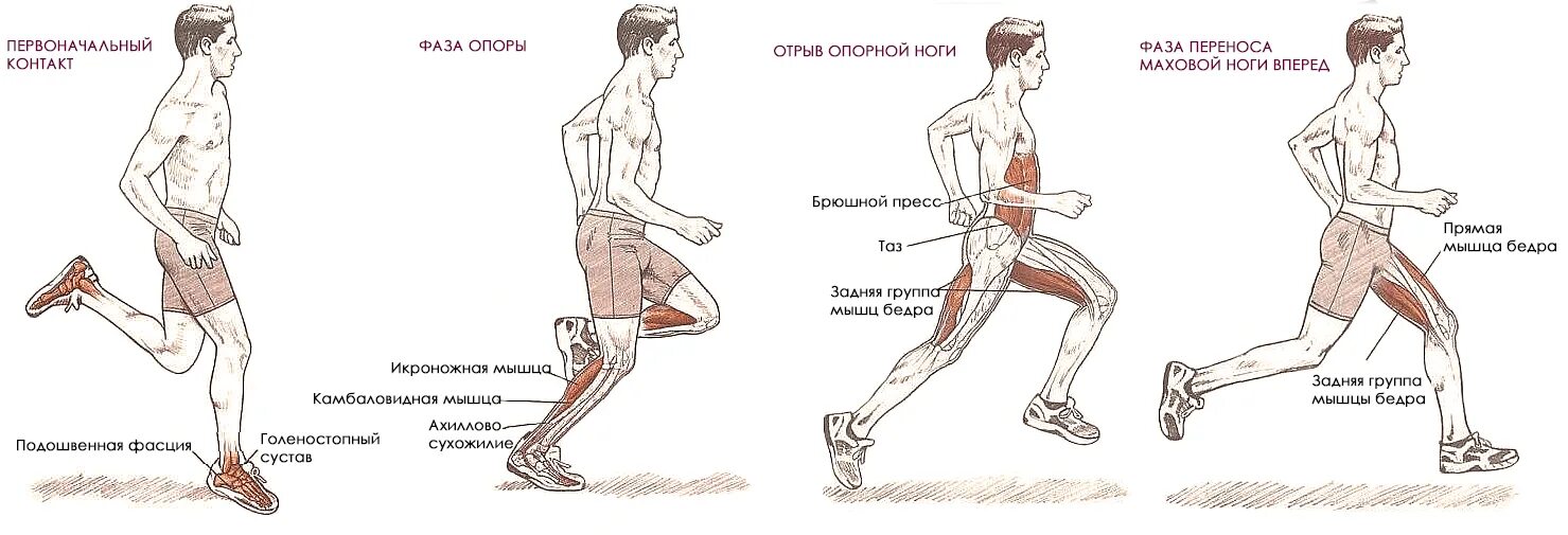 Какая нога сильнее. Какие группы мышц работают при беге. Бег мышцы задействованы. Какие мышцы ног работают при беге. Мышцы задействованные при беге трусцой.