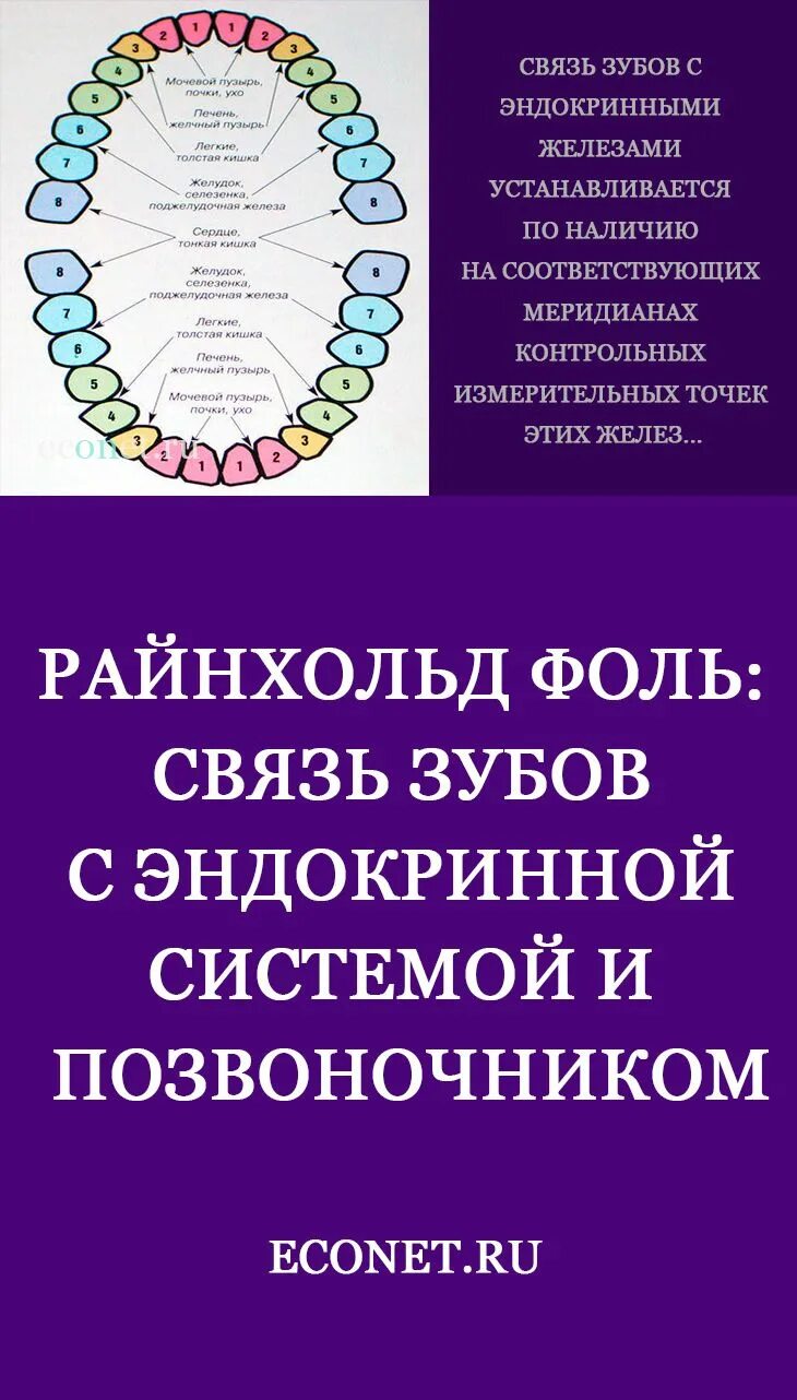 Связь зубов с органами. Связь зубов и позвоночника. Взаимосвязь зубов и органов. Зубы взаимосвязь с внутренними органами. Зубы и меридианы.