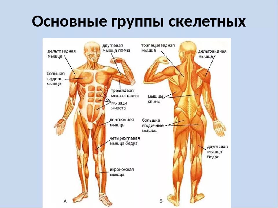 Основные скелетные мышцы человека. Мышечная система строение и группа мышц. Мышцы человека 8 класс биология. Основные мышцы туловища человека. Общее название людей