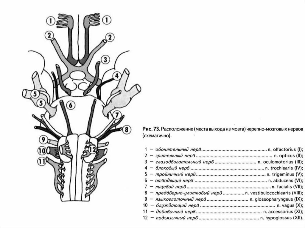 Ствол мозга черепные нервы. Схема выхода черепных нервов. 12 Пар черепно мозговых нервов черепа место. Черепные нервы схема выхода. 12 Пар черепно мозговых нервов выход из черепа.