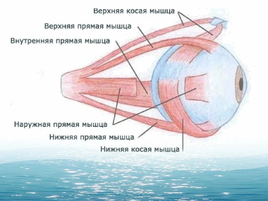 Глазные яблоки расположены в парных углублениях черепа. Мышцы глаза человека анатомия. Глазодвигательные мышцы анатомия. Как устроены мышцы глаза. Прямая мышца глаза анатомия.