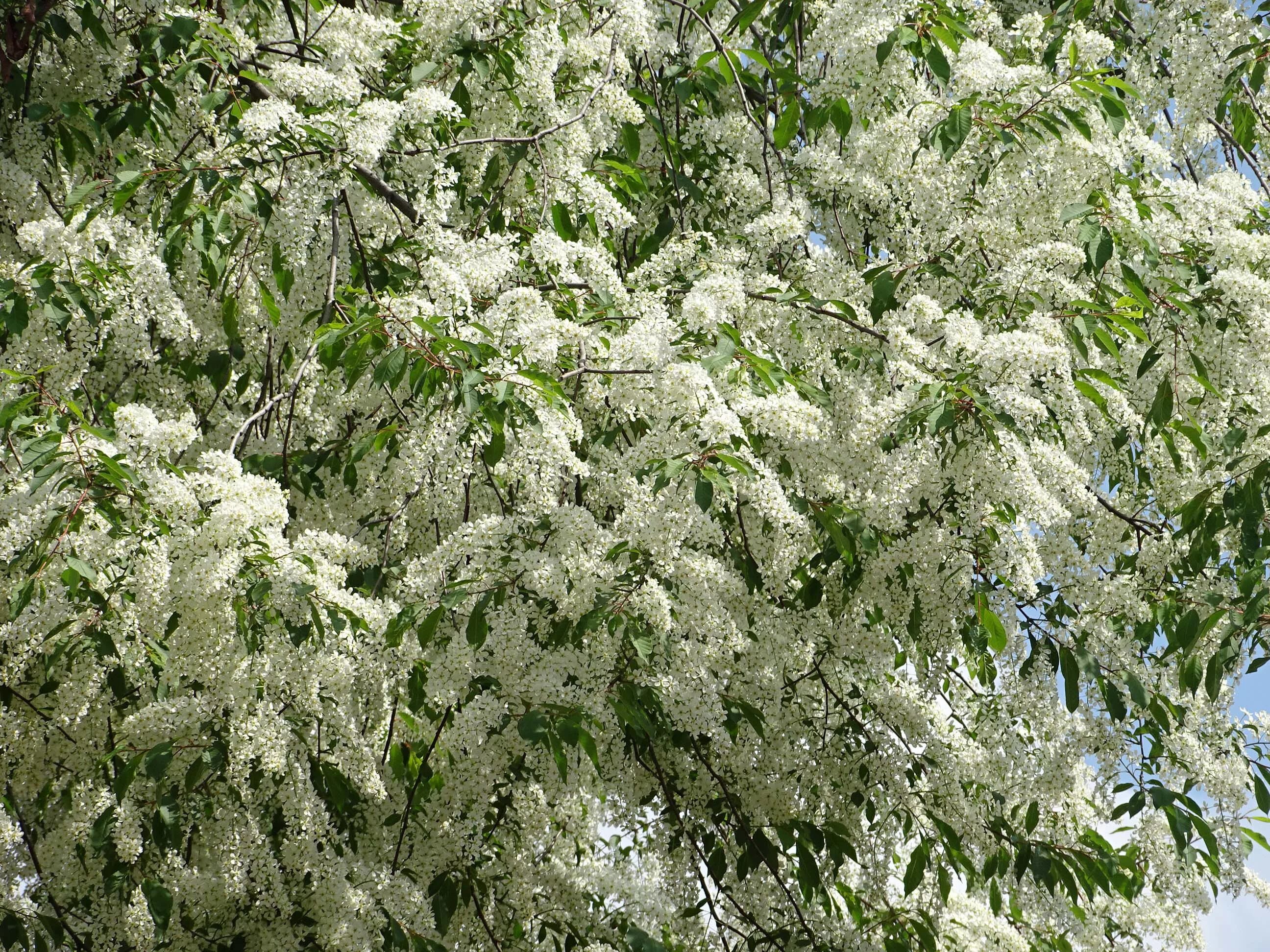 белая береза. береза белая в цвету стояла. черемуха куст. береза зимой. черемуха и береза.