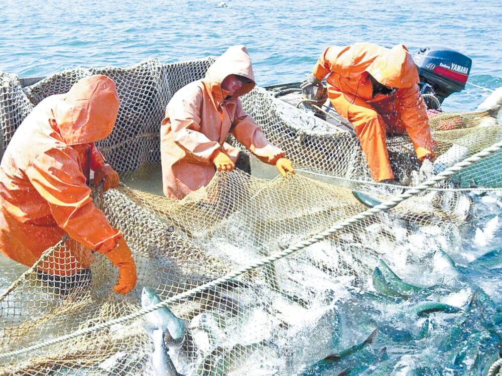 Добыча рыбы. Промысел рыбы. Рыболовная промышленность. Промышленный вылов рыбы.